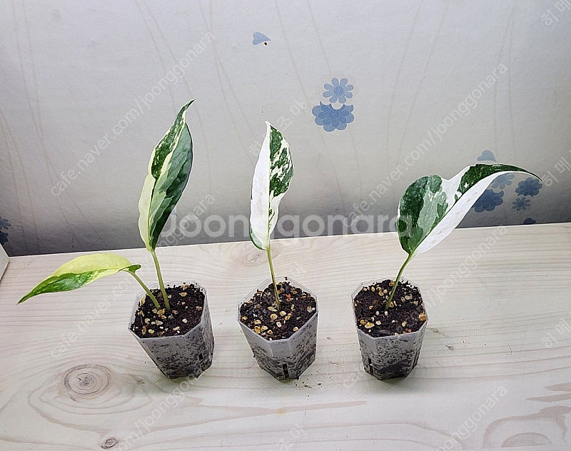 밤비노핑크바리,에피바리,에피민트,트루비문라이트,마블스킨,아미드리움미디움실버,풀민트히메,화이트민트히메,무늬히메,베놈 ...--6